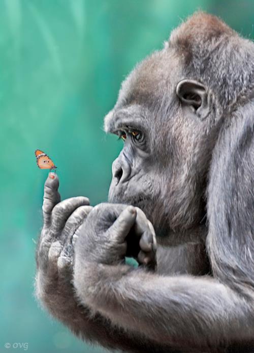 gorilla and butterfly