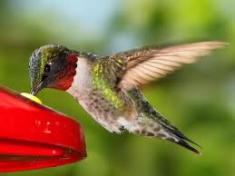 humming bird at feeder