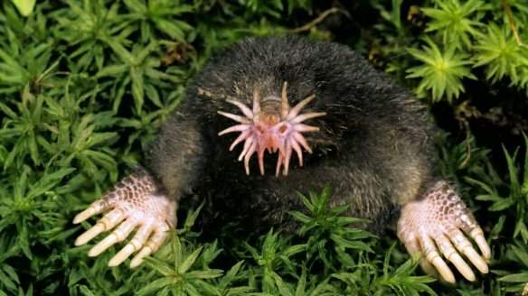 starnosed-mole