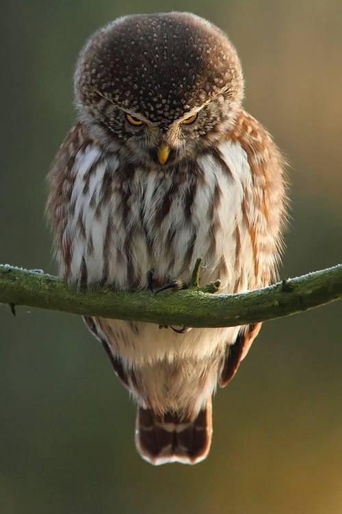 shy owl