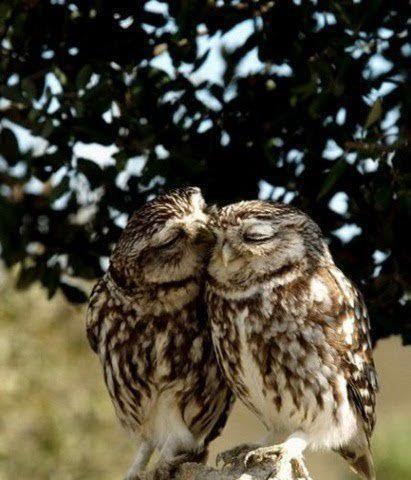 loving owls