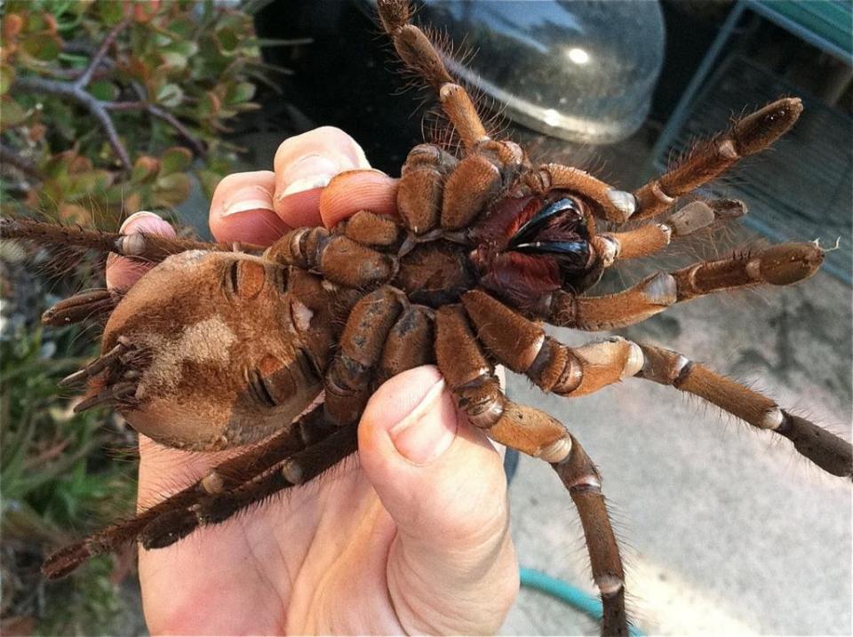 https://patcegan.files.wordpress.com/2014/01/largest-spider-in-the-world-2.jpg