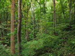 appalachian forest