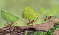 ants-with-leaves