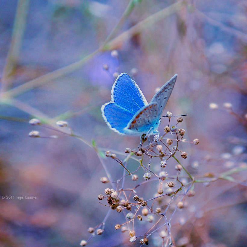 Розово голубая бабочка. Голубая бабочка. Синяя бабочка. Маленькая голубая бабочка. Бабочки в природе.
